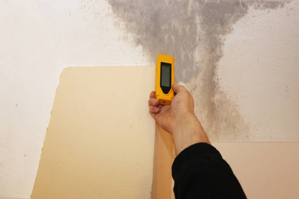 Best Real Estate Mold Inspection  in USA